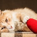 猫が突然死する原因とその予防法