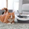 うちの猫が『排泄物に砂をかけない』のはなぜ？考えられる4つの理由　…