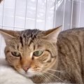 親子でやってきた新入りの兄弟猫→先住猫にイジワルされ震えていたら……