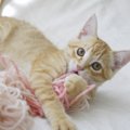 飼い主が『猫に振り回される幸せ』を実感する瞬間9つ　マイペースな行動の…