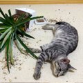 『本当に怒った猫の行動ランキング』を飼い主がまとめたら…絶望級の『…