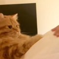 大好きな飼い主さんが『妊娠』したら…愛猫がとった素敵な行動に涙が出てく…