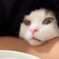 食いしん坊な猫が『ネギトロ』を目の前にしたら……笑撃の光景が86万再…