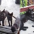 家を訪れる人懐こい黒猫…数日後に起こったサプライズとは？