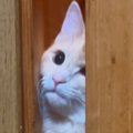 引き戸を開けて入ってきたお姉ちゃん猫→『弟猫』が挑戦すると…笑ってしま…