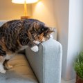 猫が反応せずにはいられない『大好きな匂い』5選　知っておくと役に立…