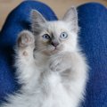 猫が飼い主さんの『膝に乗る』ときの4つのキモチ　よく乗られる人は座…