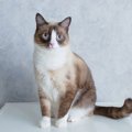 【獣医師監修】スノーシューってどんな猫？特徴や性格から飼う前の注意点…