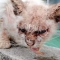 皮膚がボロボロの野良猫を保護→治療開始から『１年』が経つと……涙あふれる…