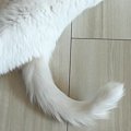 部屋の隅で体をまっすぐ伸ばして『くつろいでいた白猫』…綺麗すぎる『…