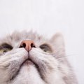猫が『鼻を舐めている』ときの心理4選　不安のサイン？何気ない動作の意味…