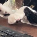 集中してPC作業をしているところに『甘えたい猫』がやってきた結果…『攻防…