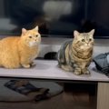 飼い主さんが『寝るよ』と2匹の猫に声をかけると…就寝前に見せた『可愛す…