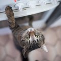 猫が『炊飯器に乗ろうとする』4つの理由　温かさを求めているの？やめさせ…