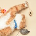 猫が『おもちゃに興味を示さなくなった』ときの理由5つ　遊ばなくなる…