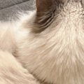 飼い主『もう動けない』、一緒に暮らし始めて2年半『あまり甘えてこな…