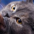 猫が飼い主を『攻撃』するのはなぜ？4つの理由と対処法