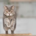 いきなりダダダー！猫が突然「全力疾走」するときに考えられる4つの理由