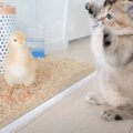 ヒヨコと１日中遊び続けていた子猫が……尊すぎる『まさかの結末』が62万再…