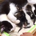 ５匹の赤ちゃん猫に寄り添うお母さん猫→７年経った結果…予想以上に『…