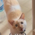 猫がスリッパのところにいると思ったら…飼い主さんが思わず笑った『ま…