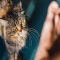 猫が飼い主を『襲ってくる』ときの原因3つ　攻撃的になる理由や対処法も解説