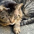 16年間も外の世界にいた『ボロボロのボス猫』が、保護された『現在』…劇的…