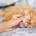 その添い寝、猫は迷惑かも？一緒に寝るときに『やってはいけない行動…