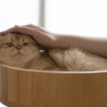 猫の飼い主さんがする4つの『後悔』　成長後や亡くなったときに悔やまない…