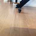 ママに呼ばれた赤ちゃん猫が次の瞬間…ついニヤニヤしてしまう『可愛すぎる…
