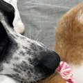 生後1か月ほどの小さな子猫→先住犬にぴったりと体をくっつけると…微笑まし…