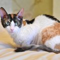 【獣医師監修】ウラルレックスってどんな猫？特徴や性格から飼う前の注意…