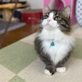 猫と自宅で『デート』を楽しめる方法3選！ちょっとした工夫で気分転換…