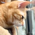 ベランダに『カナブン』を見つけた猫→どうしても近くに行きたくて…尊すぎ…