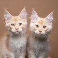 『似ていて区別がつきにくい猫種』5選　見分けるためにチェックすべき…