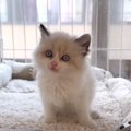 雨の夜、ドブの中で鳴いていた『ラグドールの子猫』が保護されて…お家での…