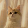 LAYLAの１２猫占い【8/31～9/6】のあなたと猫ちゃんの運勢