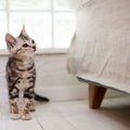 猫付きマンションってどんな物件？猫と暮らせると話題