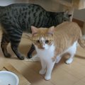 朝の順番待ちをする猫ちゃん♪待ち時間も有効活用？