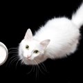 猫が『消化しにくいNGな食べ物』5選　消化不良を起こしているサインも…