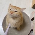 猫に『ストロー』で息を吹きかけたら…絶妙すぎる"表情の変化&quo…