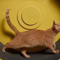 『運動不足の猫』にみられる兆候5選　放っておくと病気につながる？取…