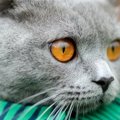 猫がゴロゴロいう仕組みは？３つの憶測