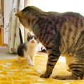 『かつて瀕死だった先住猫』が"似た境遇の子猫"と対面して……