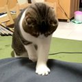 止められないほりほり！ママのスカートで遊ぶ猫さん♡