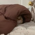 丸見えだけど隠れたつもり？猫ちゃんのひとりかくれんぼ