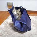 ついに順番がきた！袋に戯れる猫ちゃん！