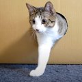 どんどん出てくる！話題の猫ちゃん無限生成機！？