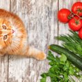猫にとって危険な『夏野菜』８選　食べさせてはいけない理由や誤飲時…