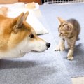 柴犬と子猫が数回対面した結果…子猫が見せた『予想外の行動』が面白す…